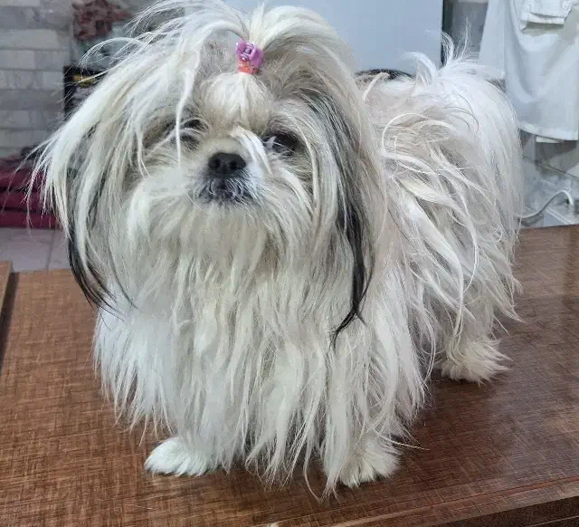 سگ شیتزو ماده اورجینال|سگ|اردبیل, |دیوار