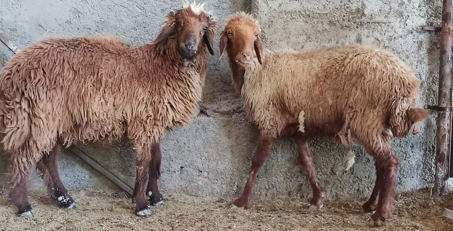 میش آبستن با بره قوچ نر در وحدتیه|حیوانات مزرعه|وحدتیه, |دیوار