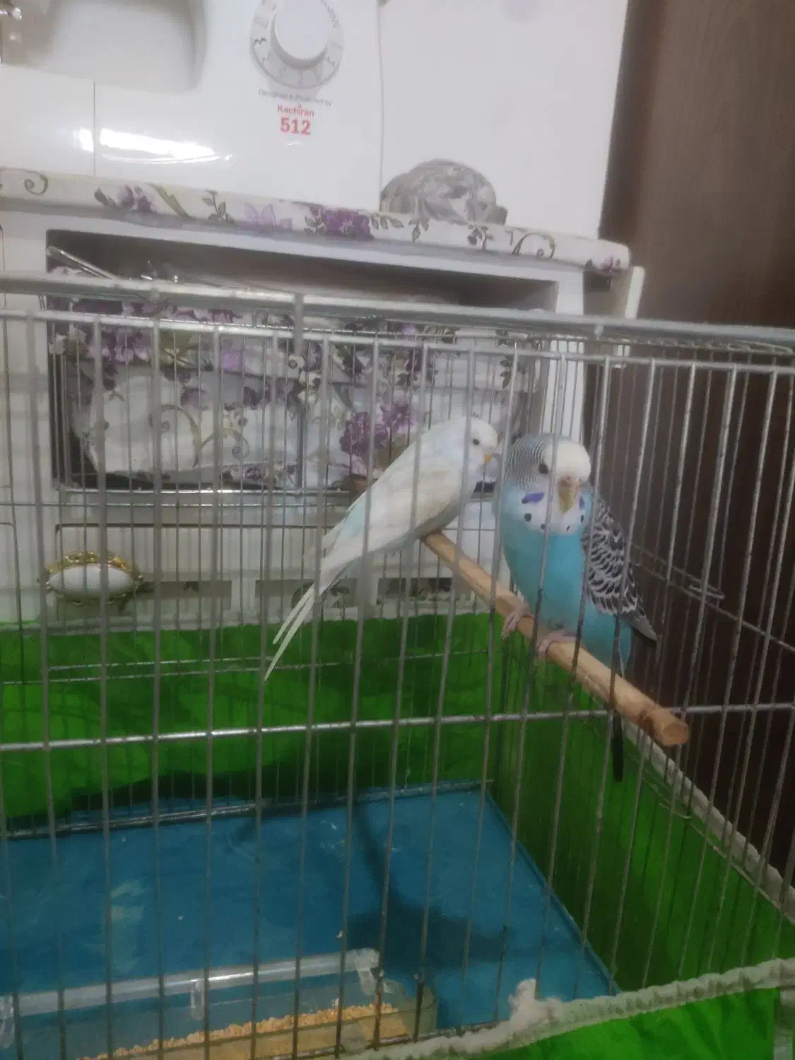 مرغ عشق|پرنده|وحیدیه, |دیوار