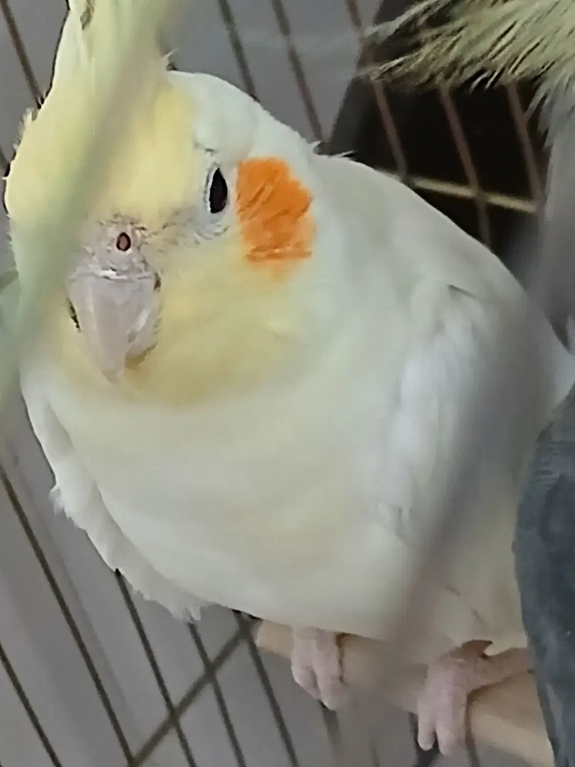 معاوضه عروس هلندی|پرنده|تهران, مسعودیه|دیوار