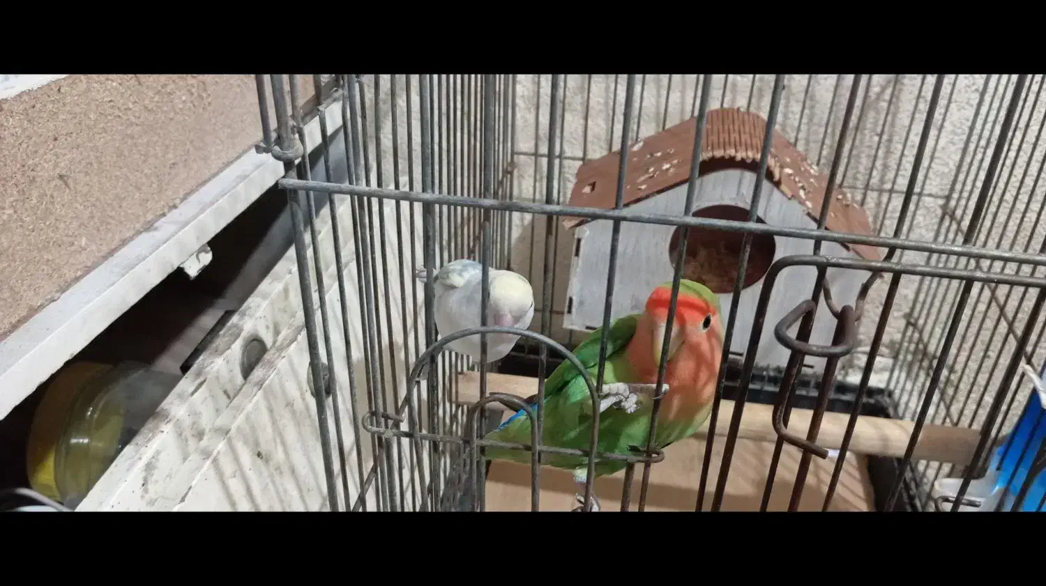 طوطی برزیلی|پرنده|ری, جوانمرد قصاب|دیوار