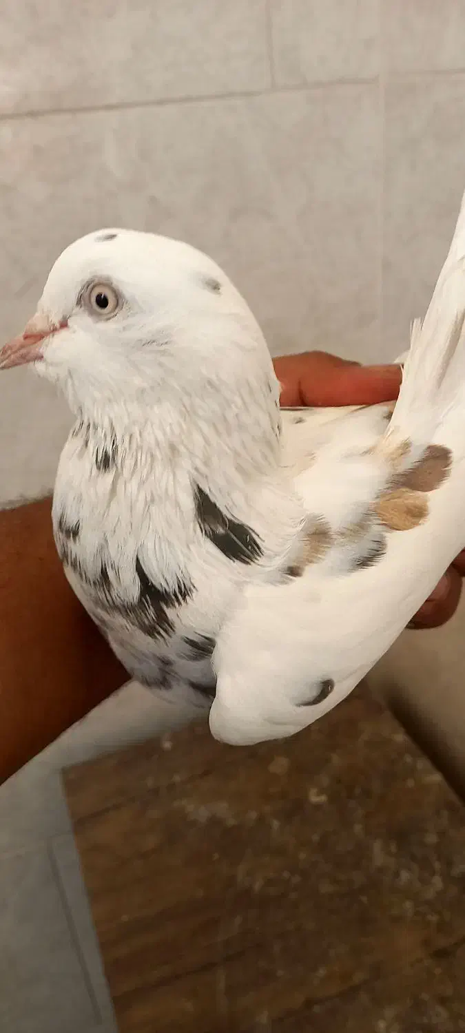 کبوتر پرشی|پرنده|برخوار, |دیوار