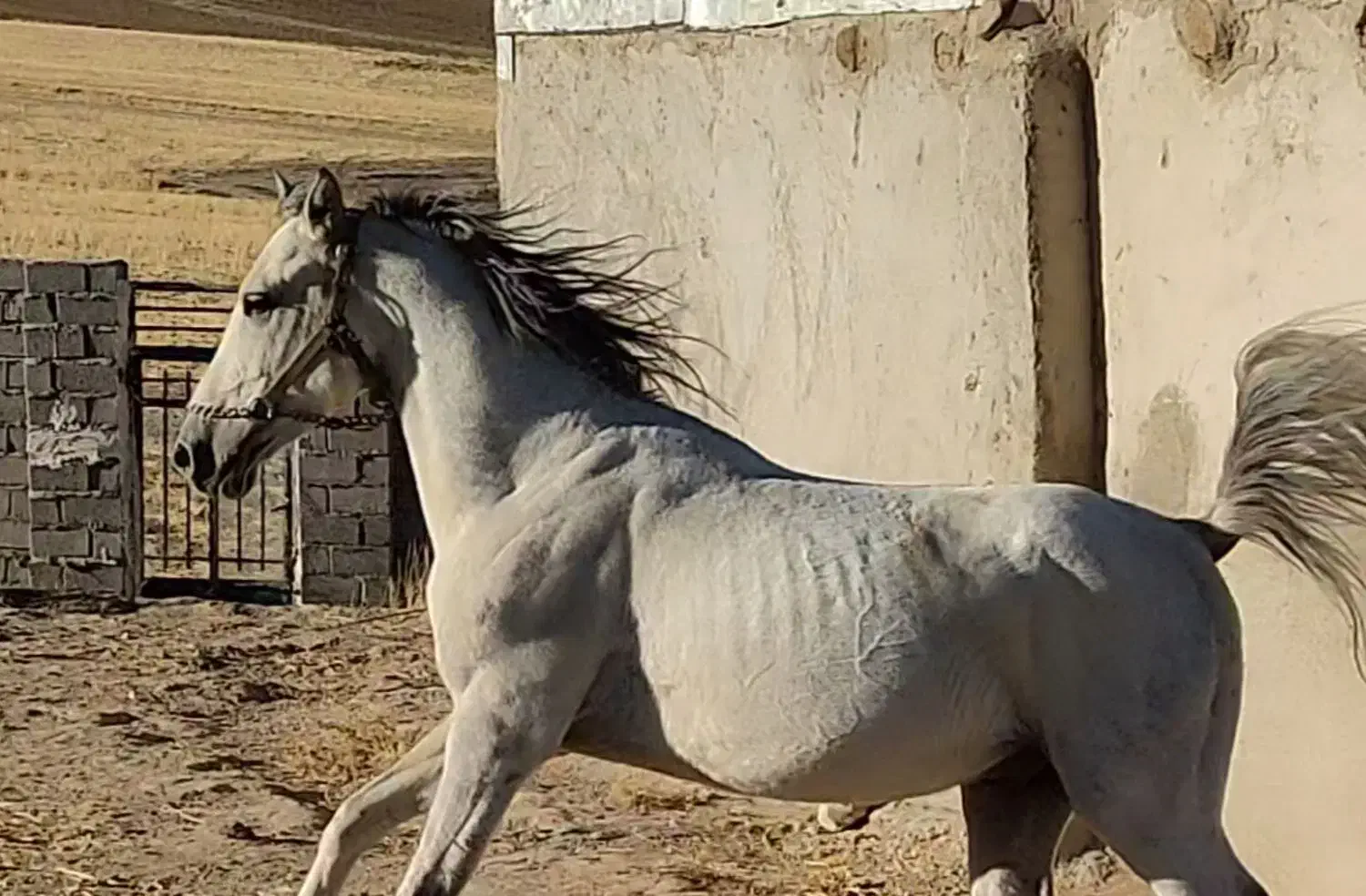 فروش اسب نریان کرد 5 سال|اسب و تجهیزات اسب‌سواری|تکاب, |دیوار