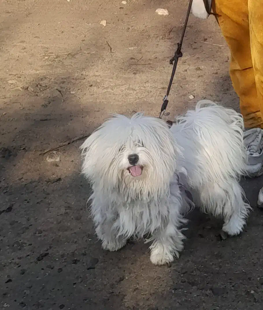 سگ میکس شیتز پاکوتاه بازیگوش و سالم|سگ|آزادشهر, |دیوار