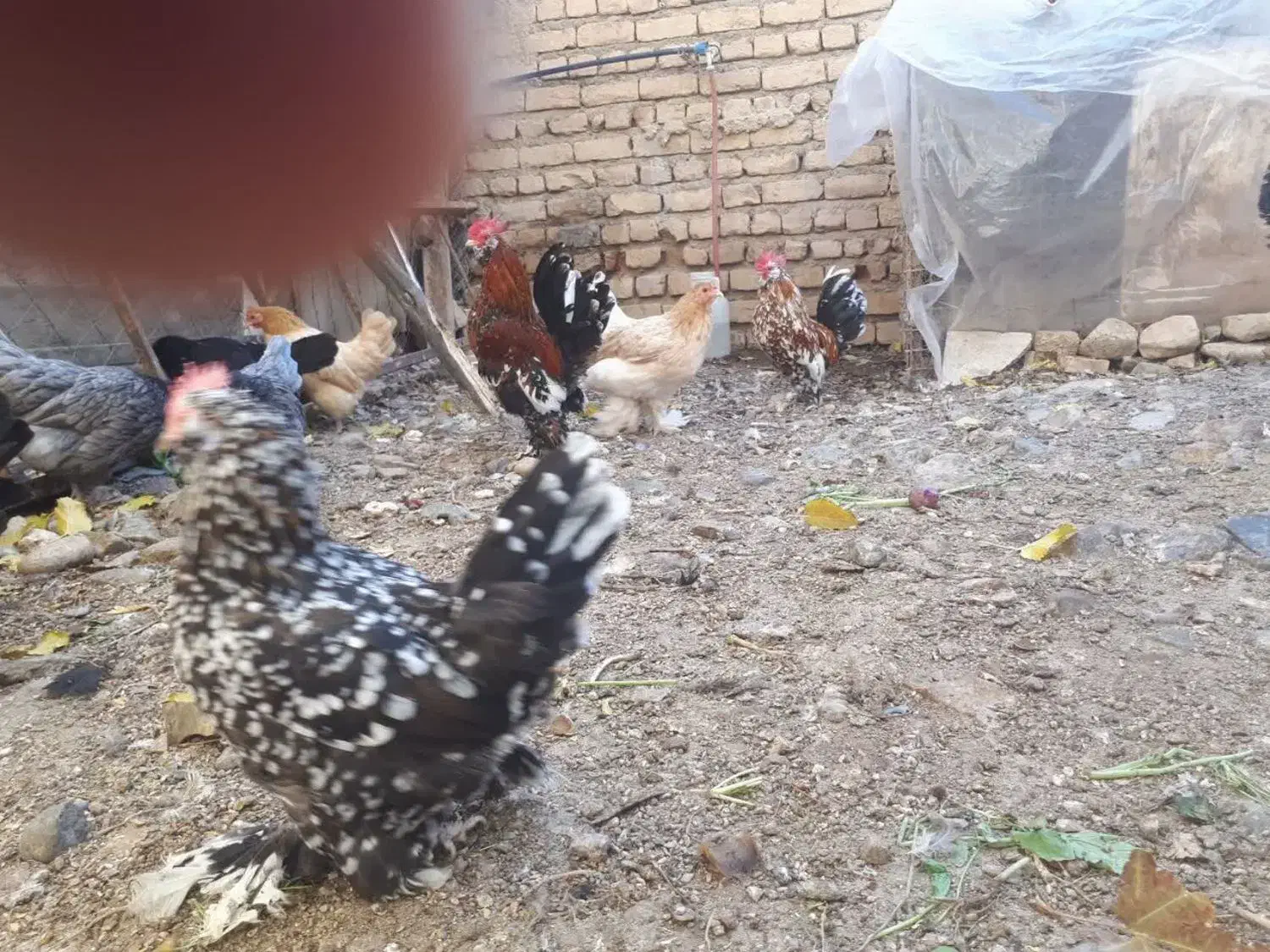 تخم مرغ نطفه دار|حیوانات مزرعه|تهران, دهم فروردین|دیوار