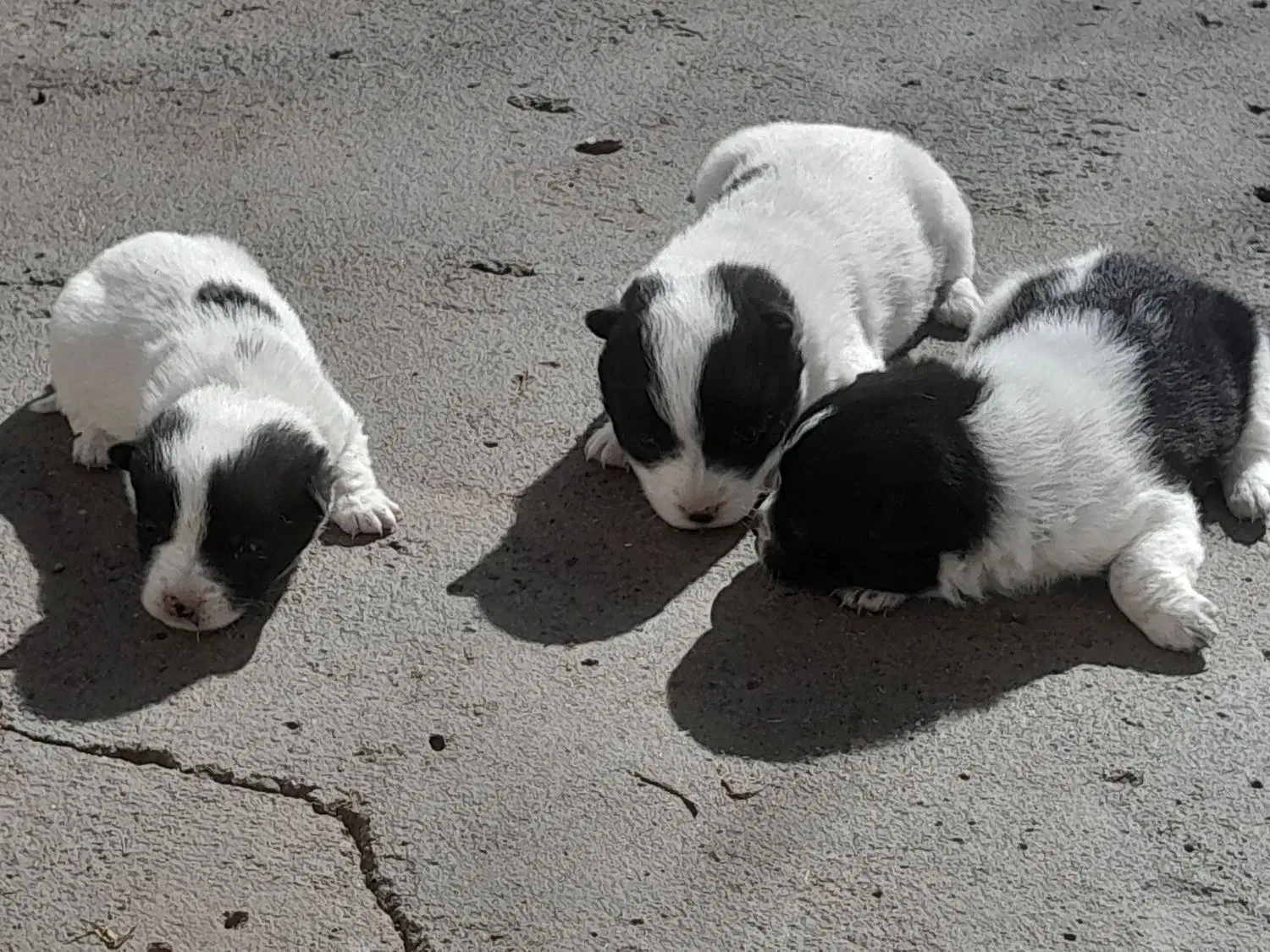 بوبی واگذاری|سگ|سراب, |دیوار