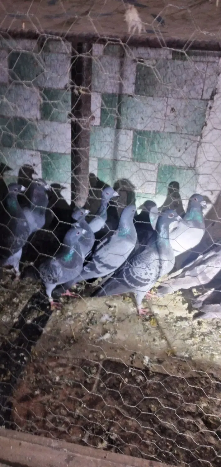مسافتی|پرنده|باروق, |دیوار