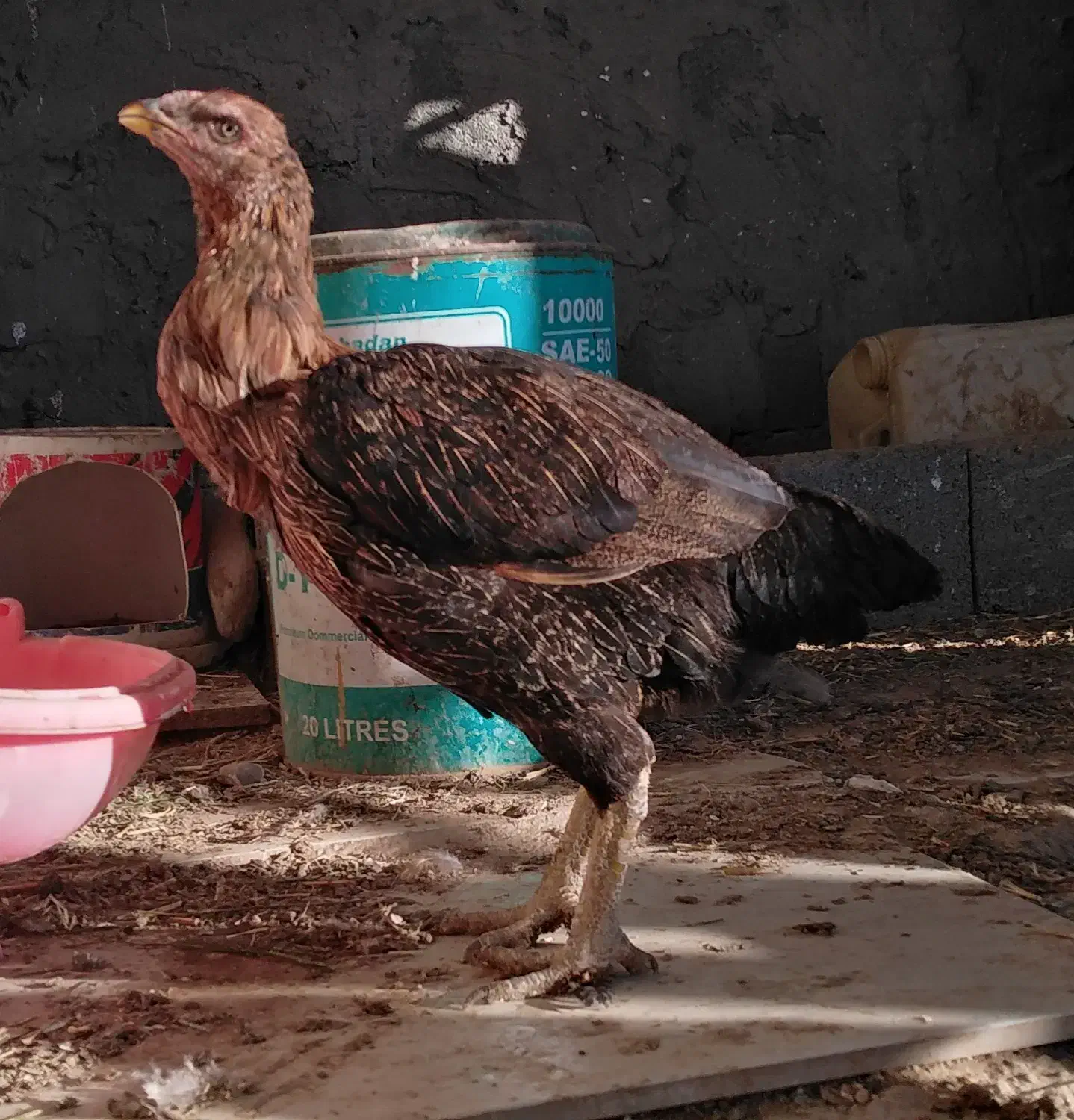 یک عدد خروس محلی یک عدد خروس لاری و دو مرغ لاری|پرنده|قوچان, |دیوار