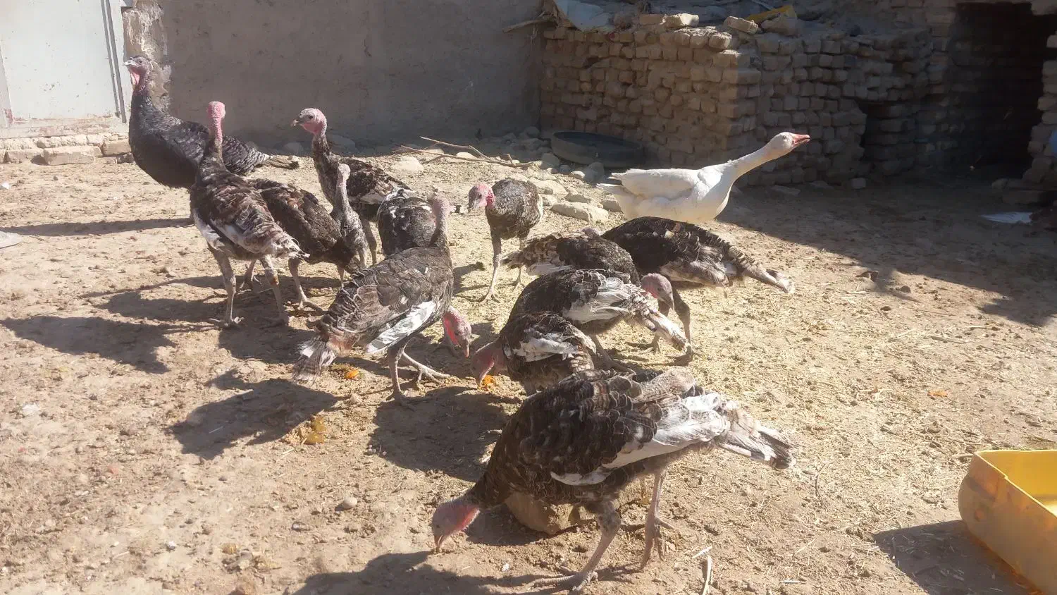 بقلمون محلی|حیوانات مزرعه|زهک, |دیوار