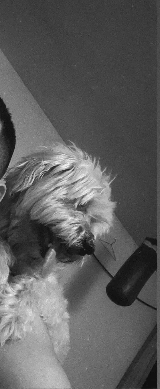 واگذاری سگ پاکوتاه شیتزو|سگ|اردبیل, |دیوار