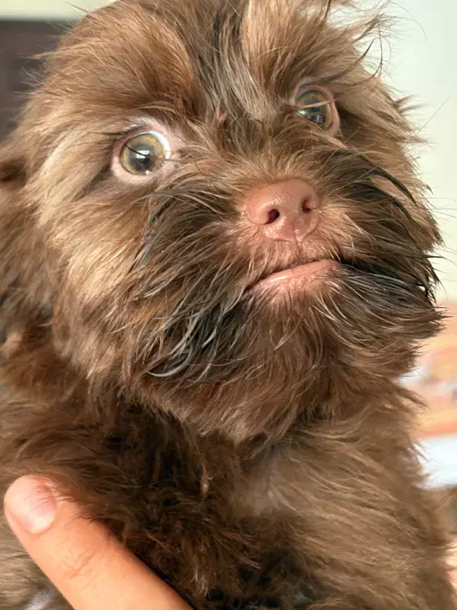 شیتزو پودل|سگ|کرج, گوهردشت|دیوار