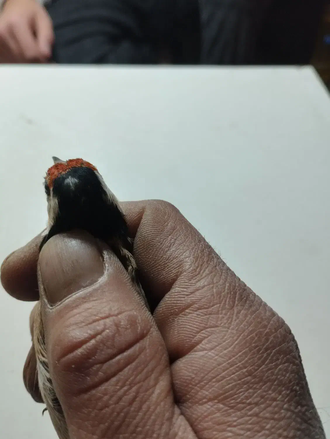 سهره لچک سیاه|پرنده|تبریز, |دیوار