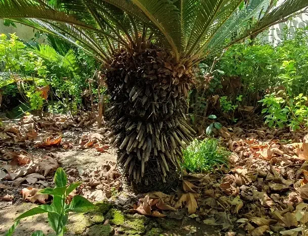 سیکاس|گل و گیاه طبیعی|رشت, گلسار|دیوار