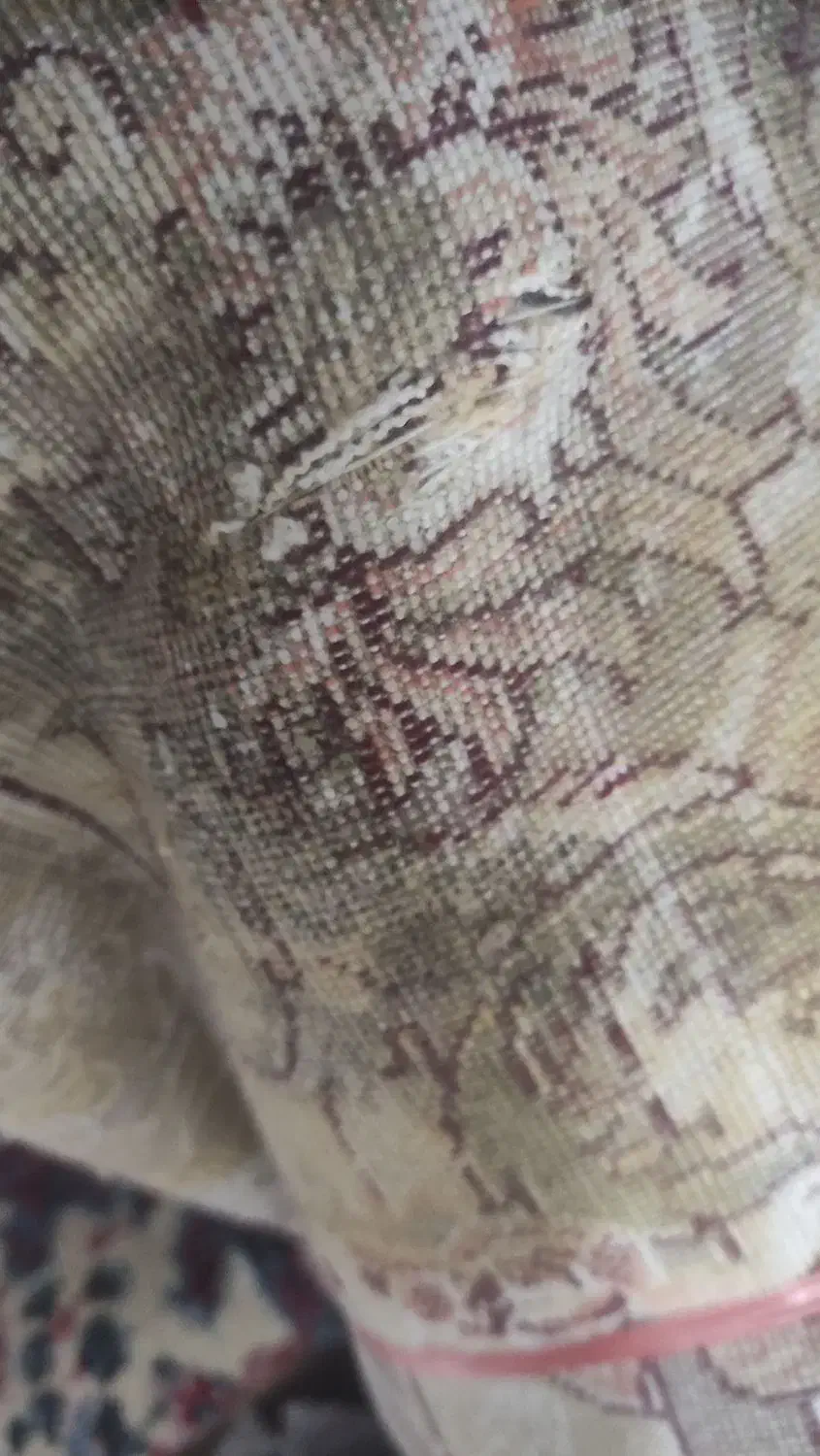 فرش 12متری|فرش|اردبیل, |دیوار