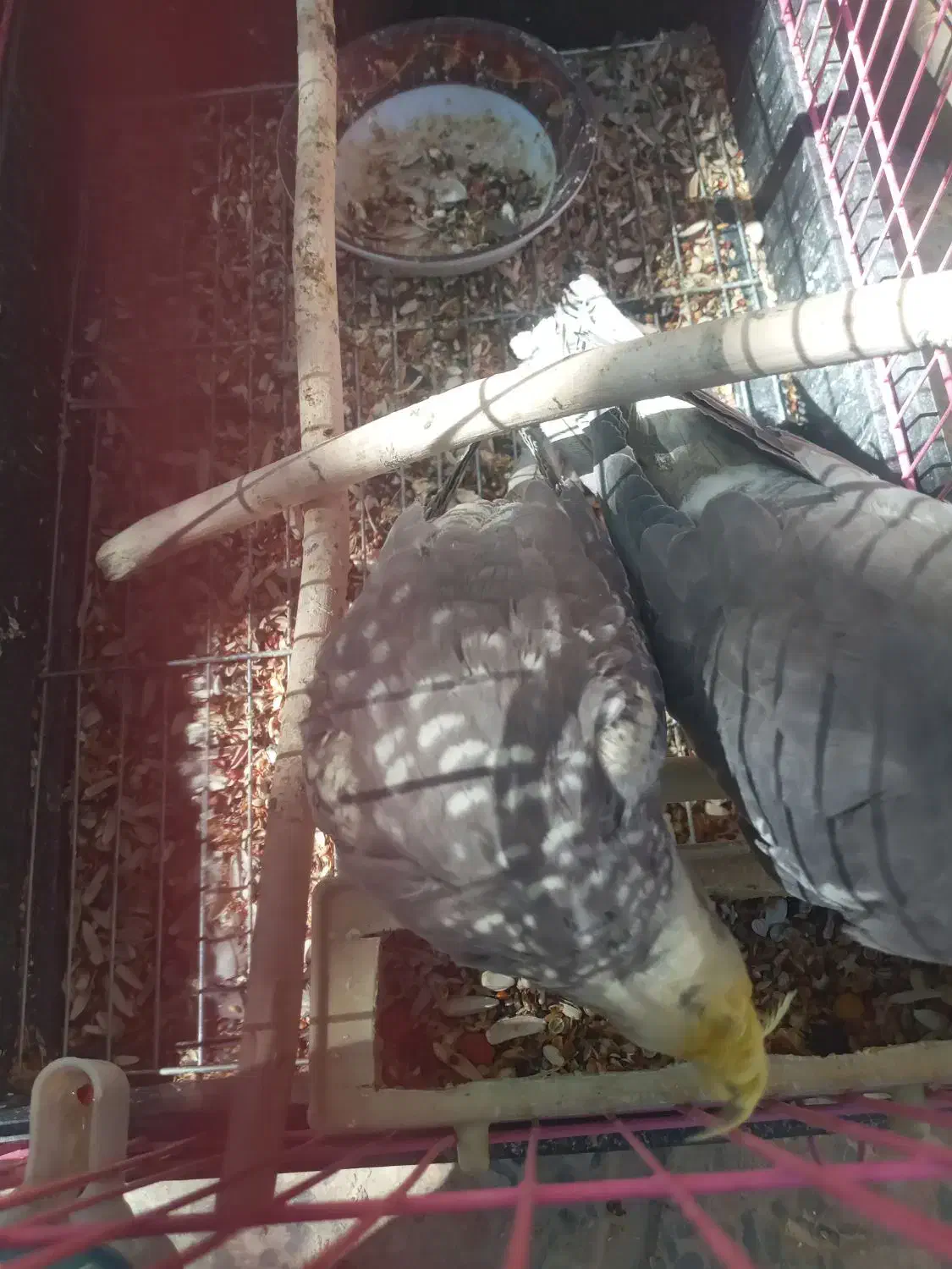 ۱ یی جفت عروس هلندی|پرنده|فارسان, |دیوار