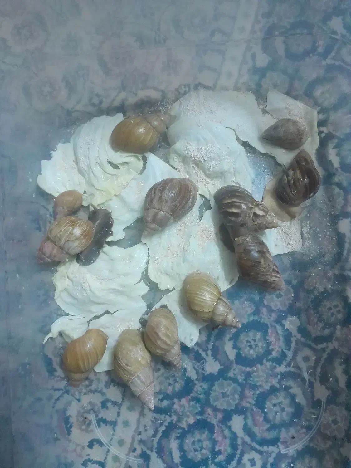 فروش حلزون|لوازم جانبی حیوانات|پادنا, |دیوار