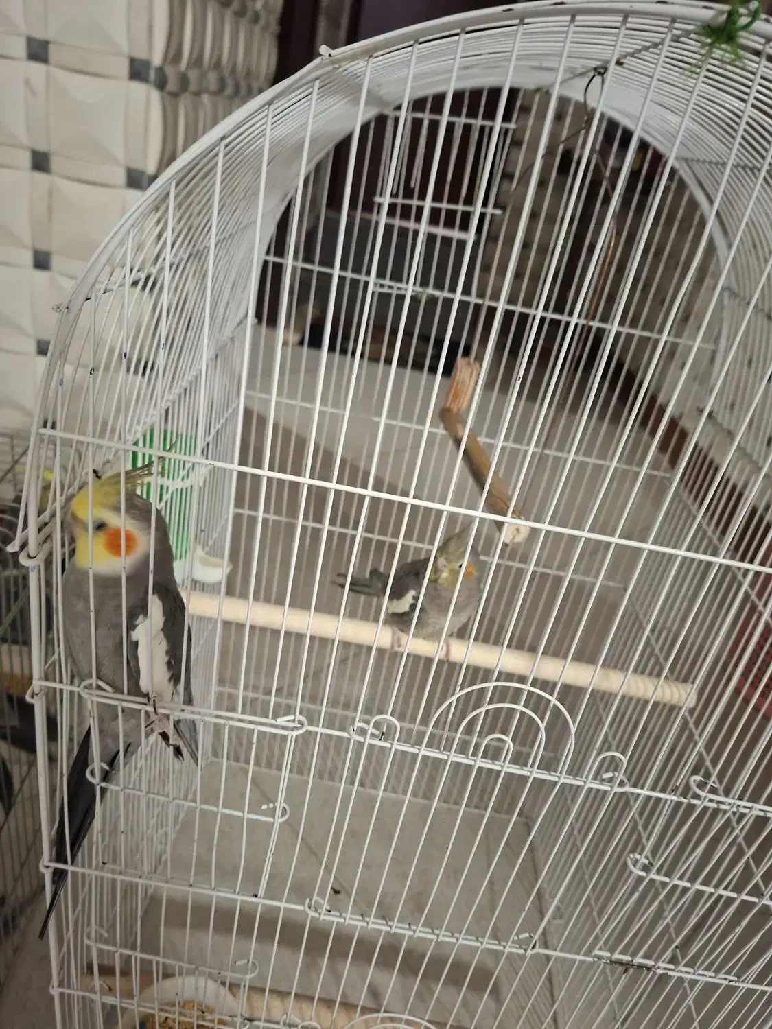 فوری فوری|پرنده|آبیک, |دیوار