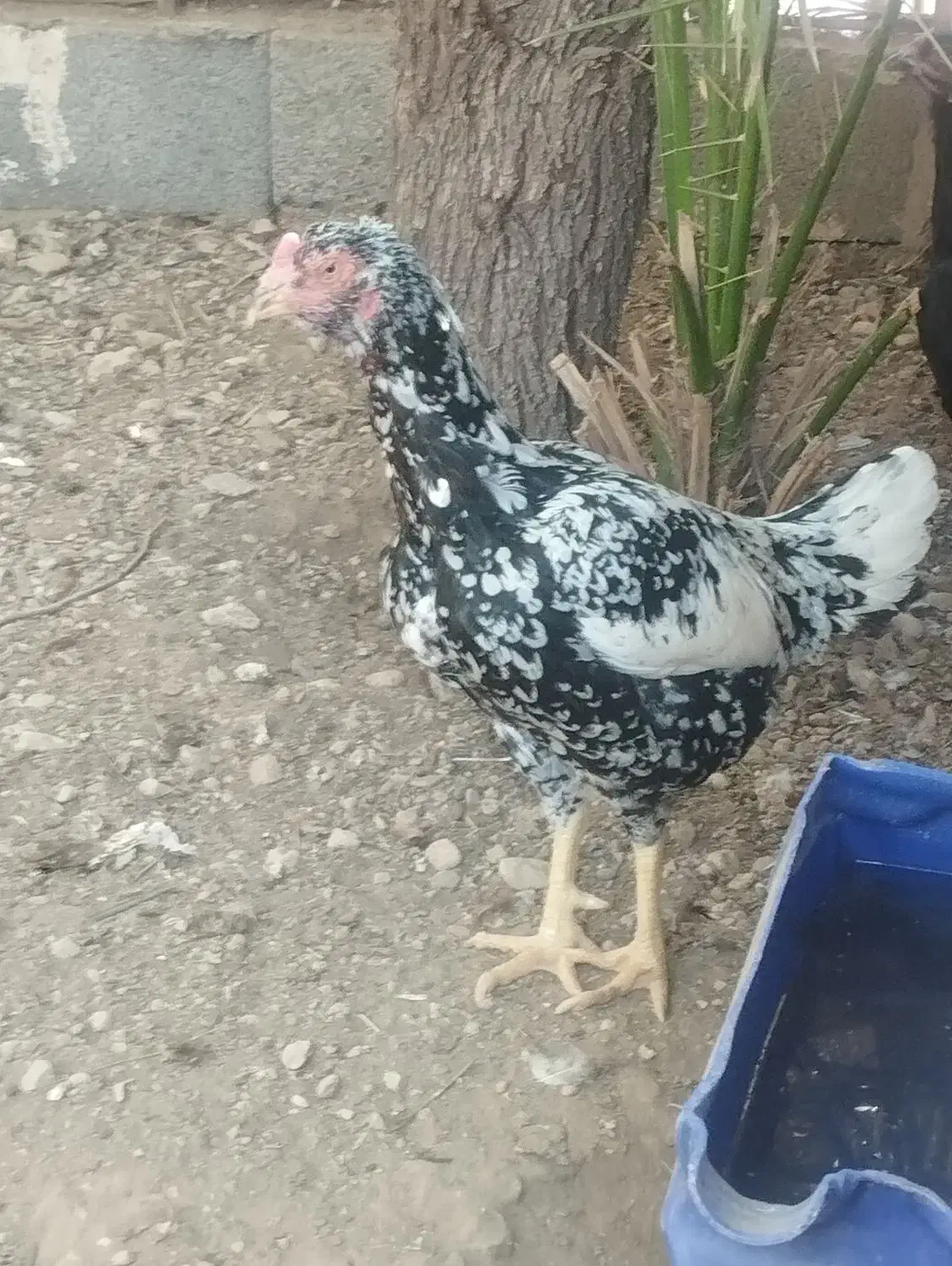 فروش مرغ و خروس|حیوانات مزرعه|فین, |دیوار