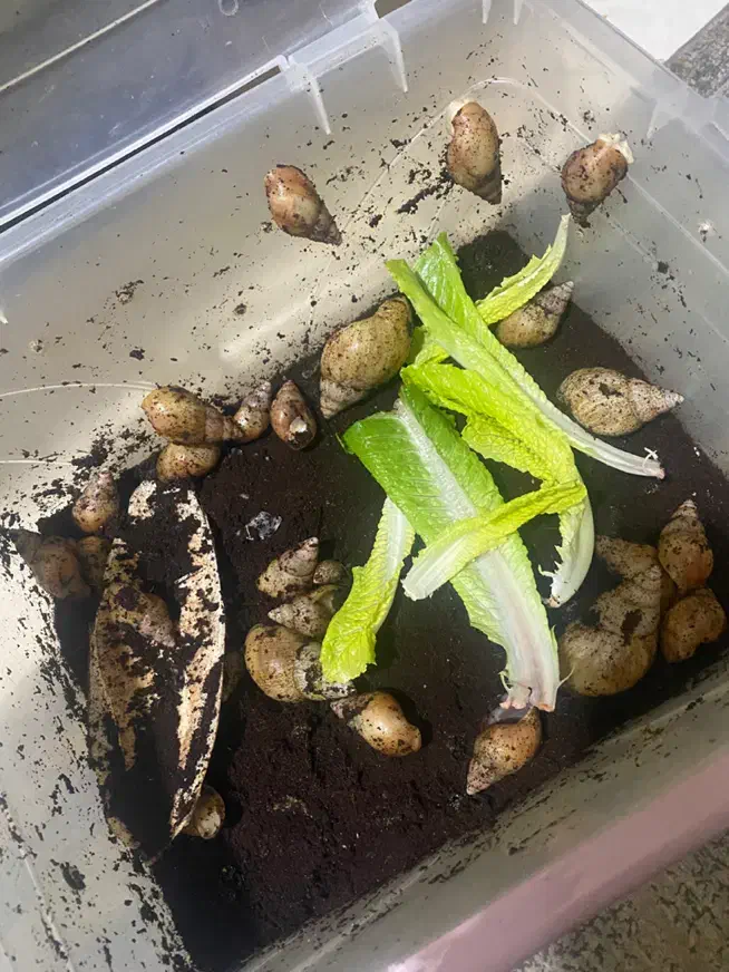 حلزون تراپی|خزنده|بندرعباس, |دیوار