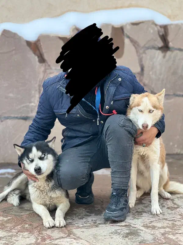 هاسکی گم شده|سگ|مشهد, بهار|دیوار