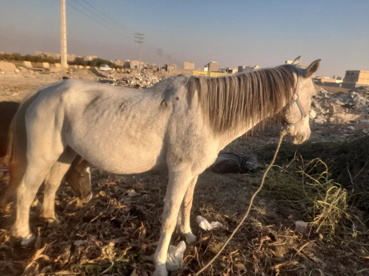 مادیان کرد|اسب و تجهیزات اسب‌سواری|ماهدشت, |دیوار