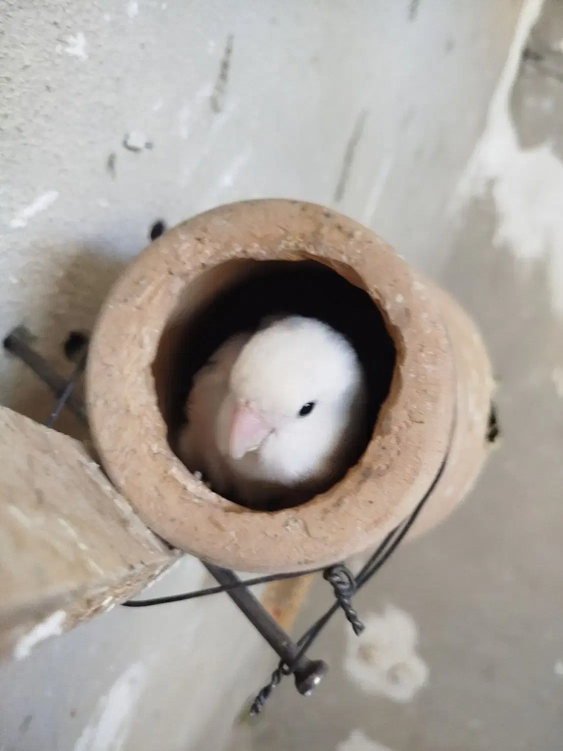 برزیلی مولد|پرنده|قروه, |دیوار