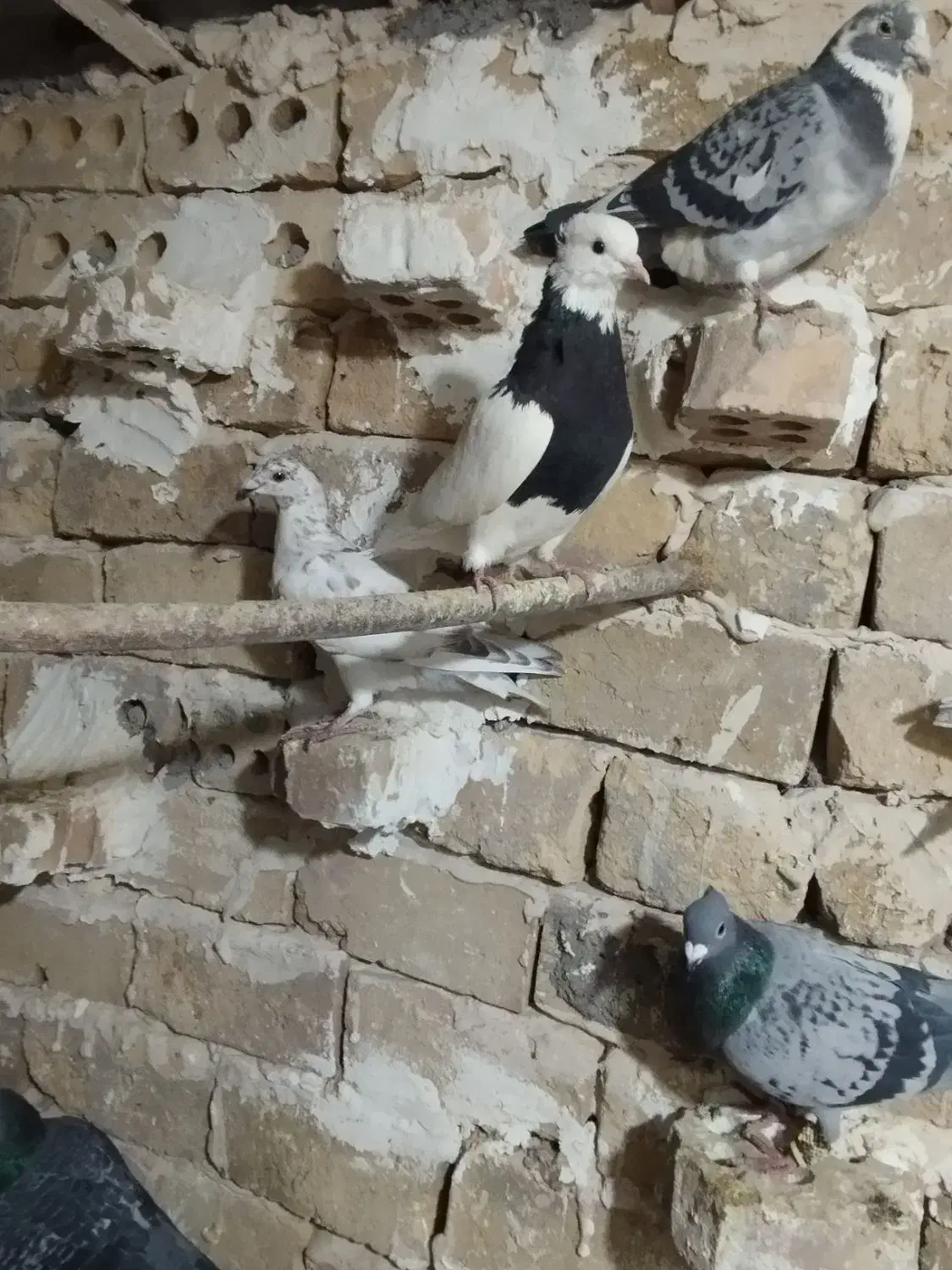 کفتر طوقی|پرنده|تربت‌حیدریه, آغوی|دیوار