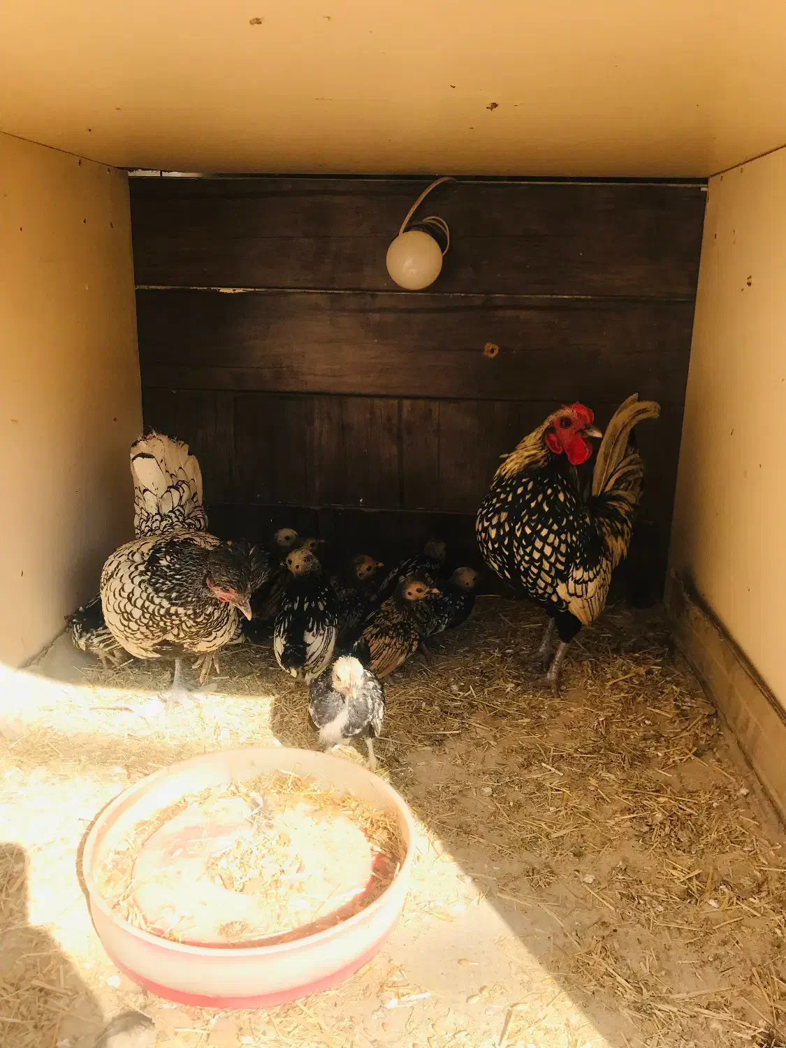 جوجه سبرایت|حیوانات مزرعه|ورامین, شهرک فجر|دیوار