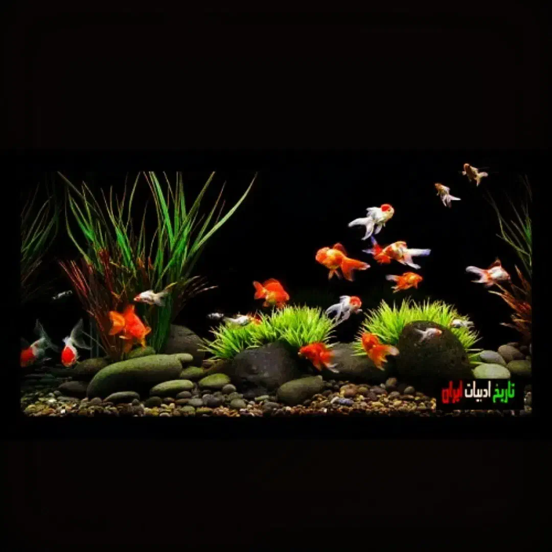 آکواریوم رفیعیان|ماهی|بروجن, |دیوار