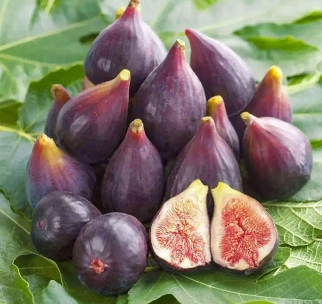 نهال انجیر|گل و گیاه طبیعی|شیراز, ابیوردی|دیوار