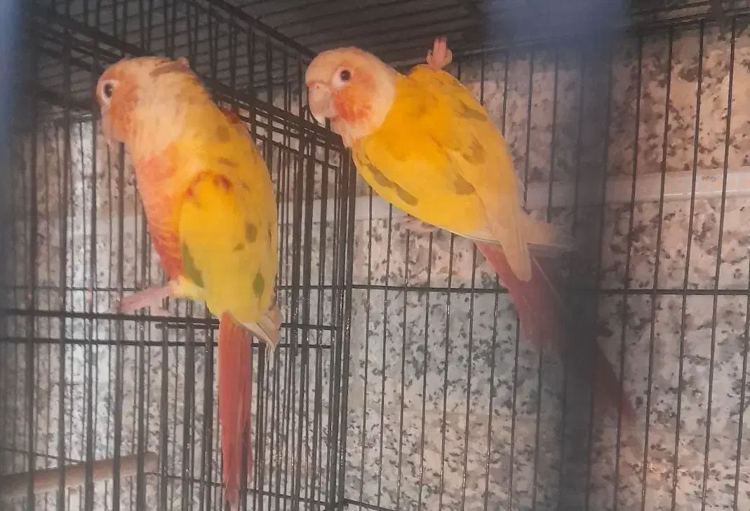 جفت ها گرینچیک مولد پایدردچیک|پرنده|تهران, افسریه شمالی|دیوار