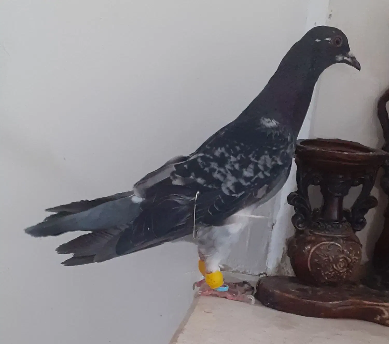 کفترصید|پرنده|مشهد, انصار|دیوار