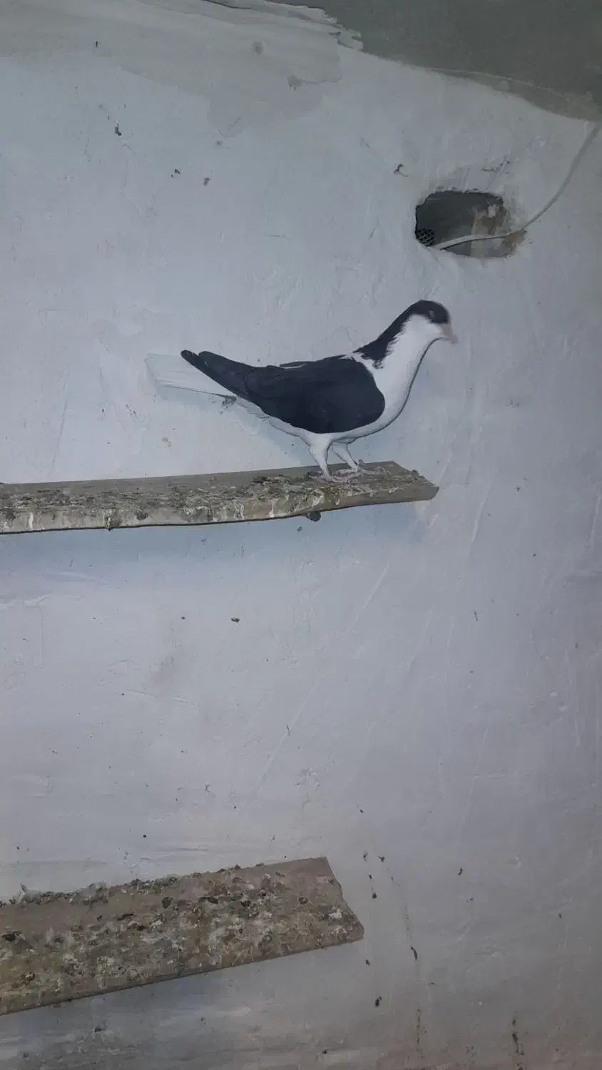 کبوتر رنگی|پرنده|آبگرم, |دیوار