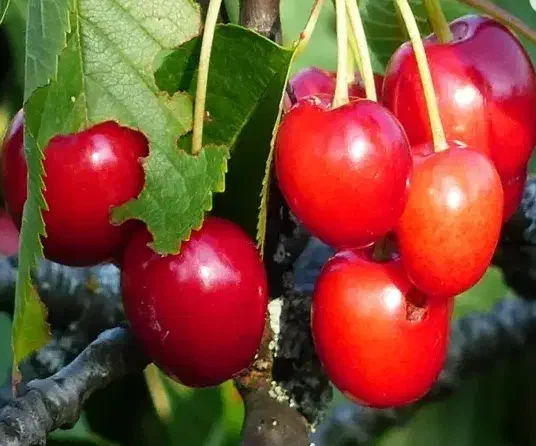 فروش نهال اصلاح شده|خدمات باغبانی و درختکاری|تهران, خرمشهر|دیوار