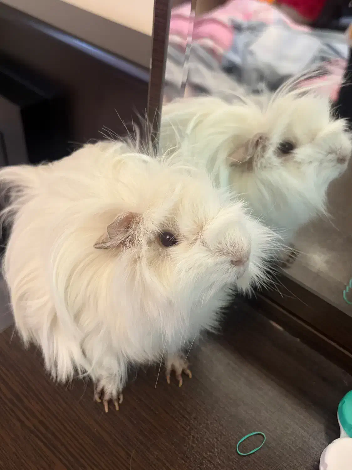 خوکچه هندی|موش و خرگوش|تهران, ستارخان|دیوار