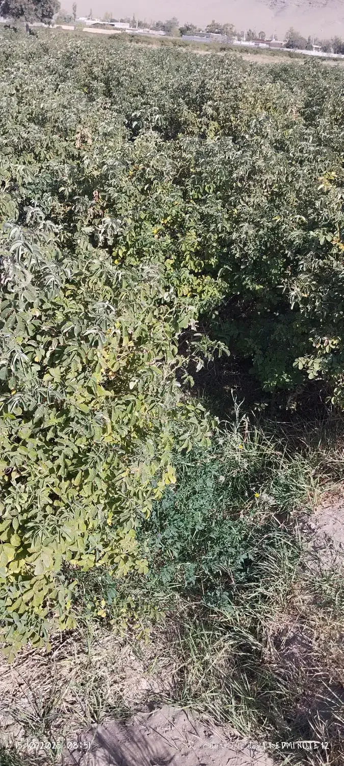 فروش پاجوش یانهال گل محمدی|گل و گیاه طبیعی|برزک, |دیوار