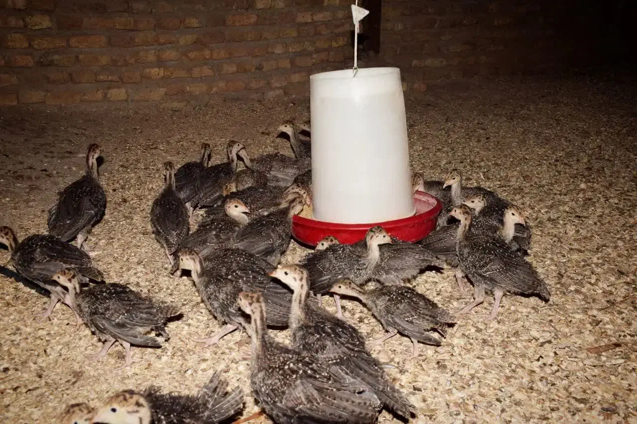 جوجه بوقلمون۴۰ روزه|حیوانات مزرعه|همدان, |دیوار