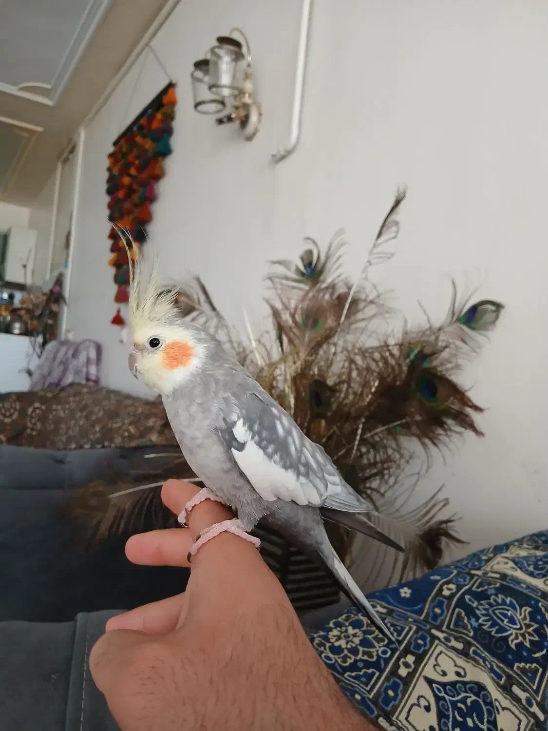 جفت عروس پاریس مولد|پرنده|کوهدشت, |دیوار