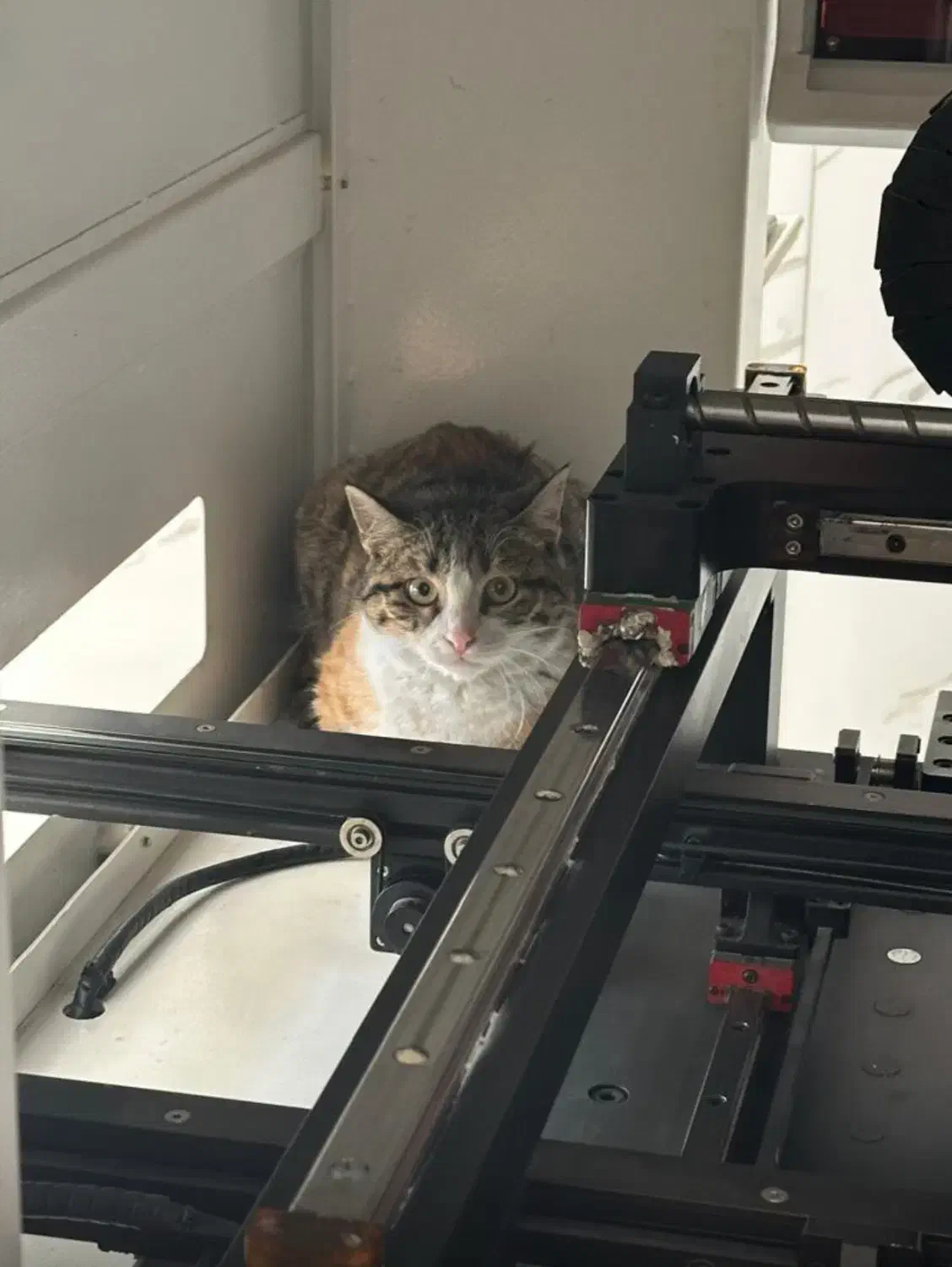 نیاز به خانواده|گربه|فردیس, شهرک شهید حسینی|دیوار