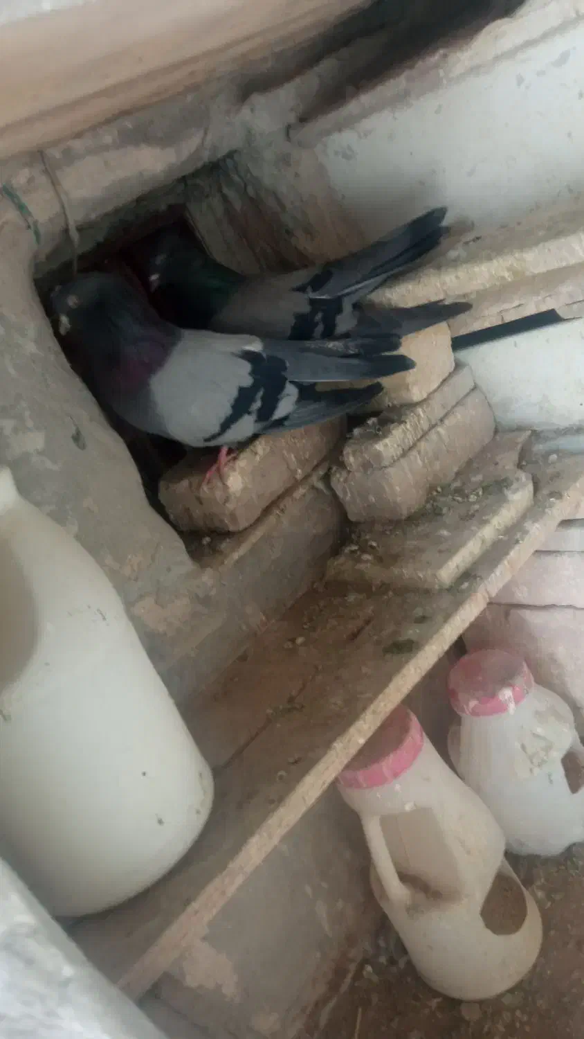 کفتر پر کنده|پرنده|شهرکرد, |دیوار