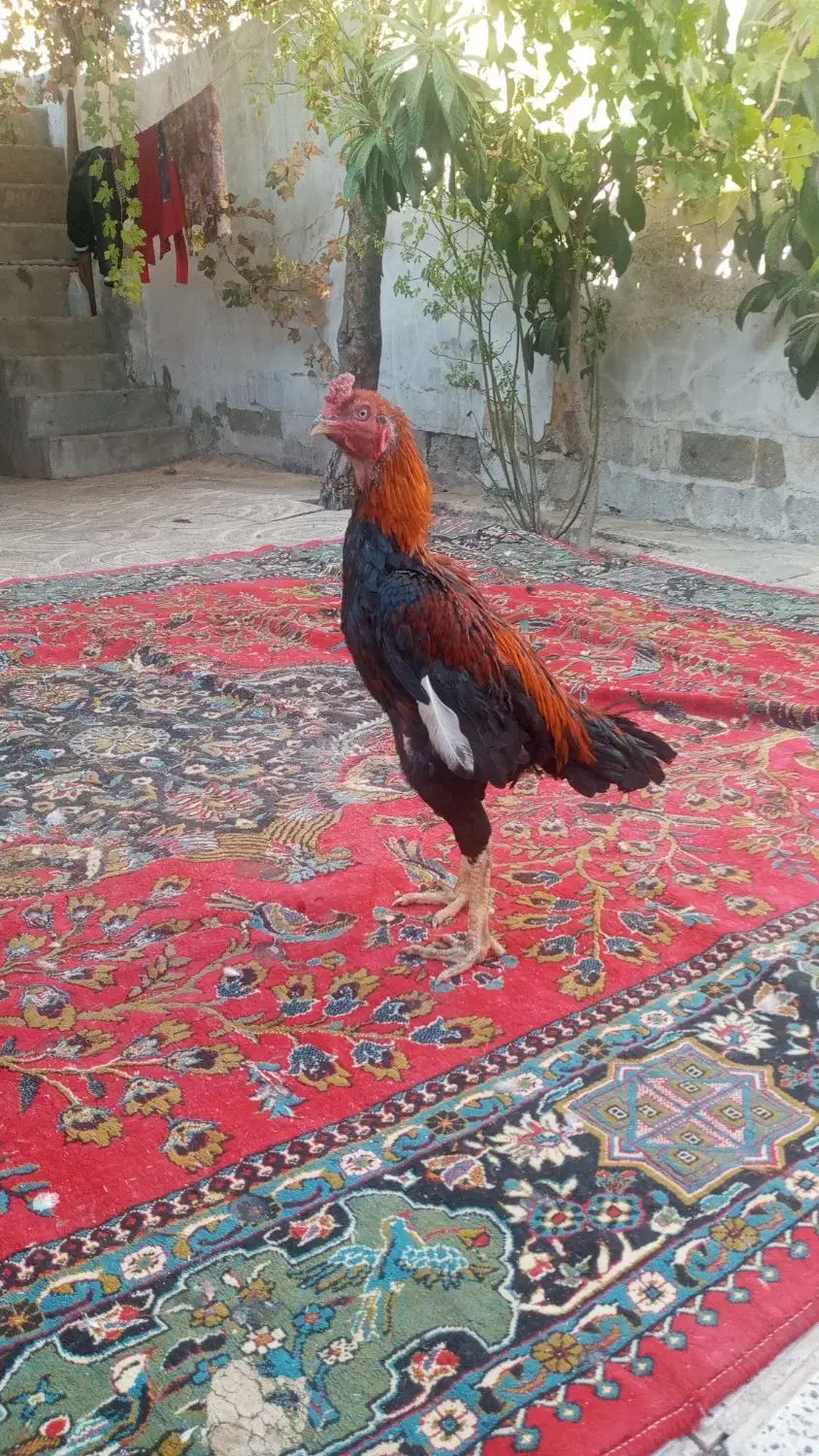 خروس لاری|حیوانات مزرعه|دینور, |دیوار