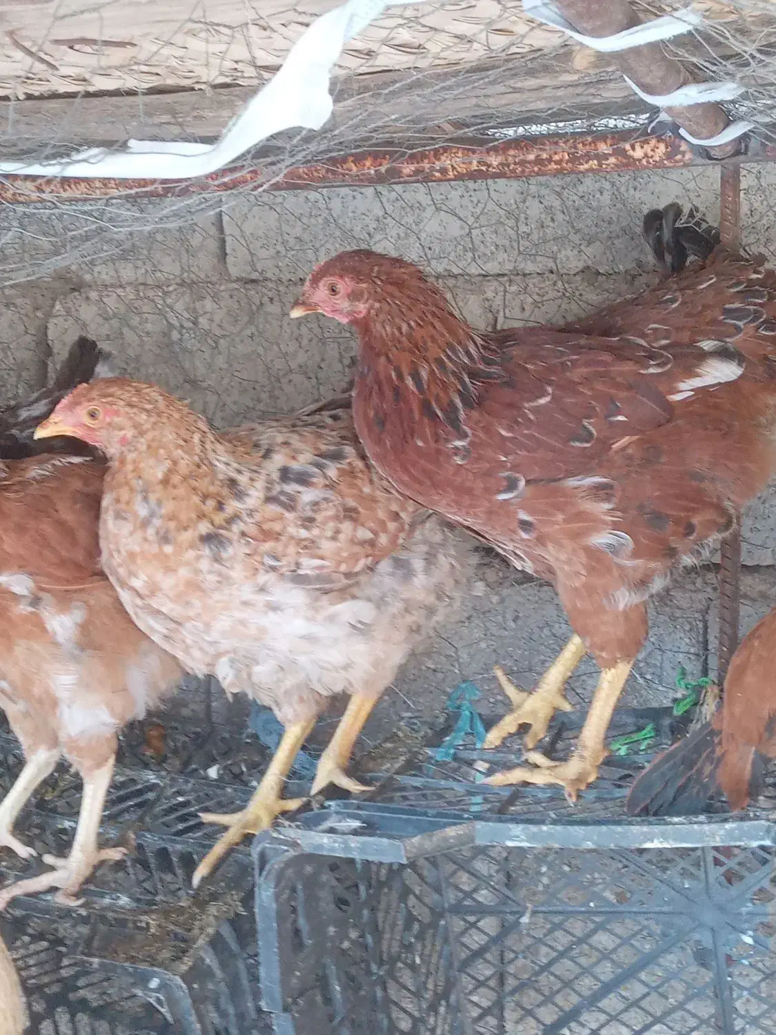 مرغ محلی|حیوانات مزرعه|بهبهان, |دیوار