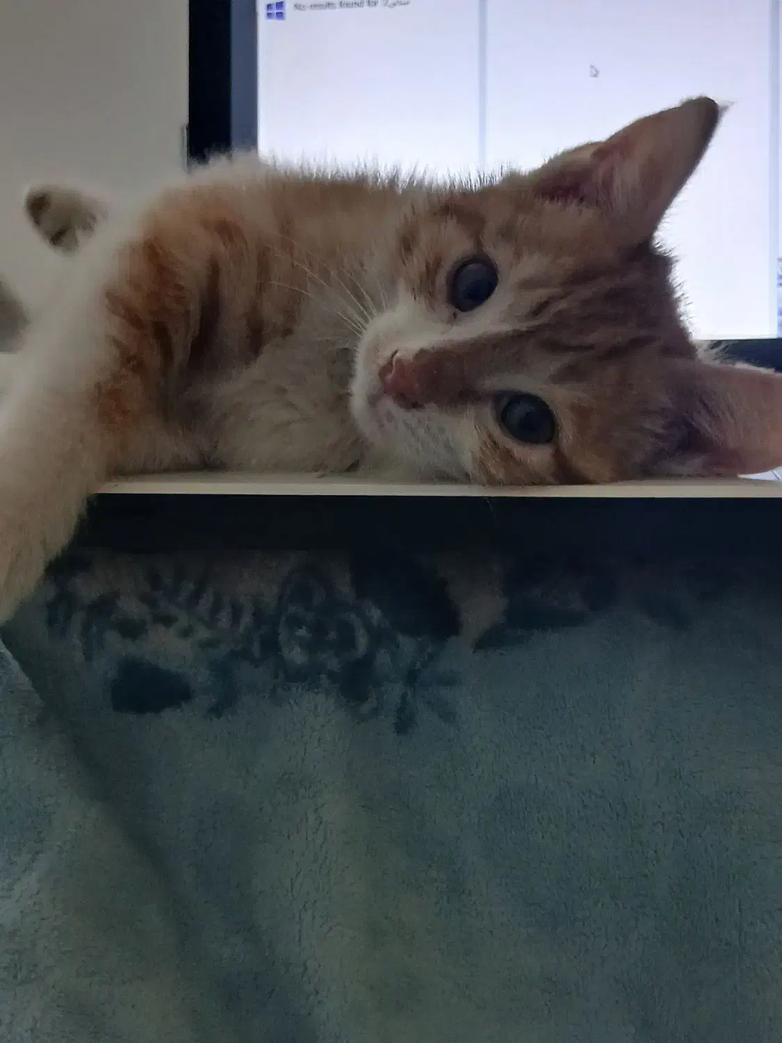 واگذاری بچه گربه رایگان|گربه|قدس, شهرقدس|دیوار