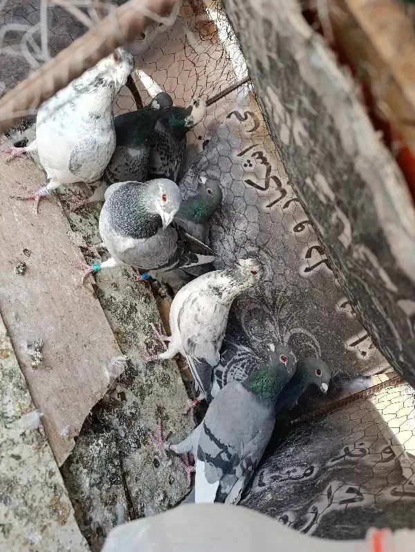 کبوتر|پرنده|خوسف, |دیوار