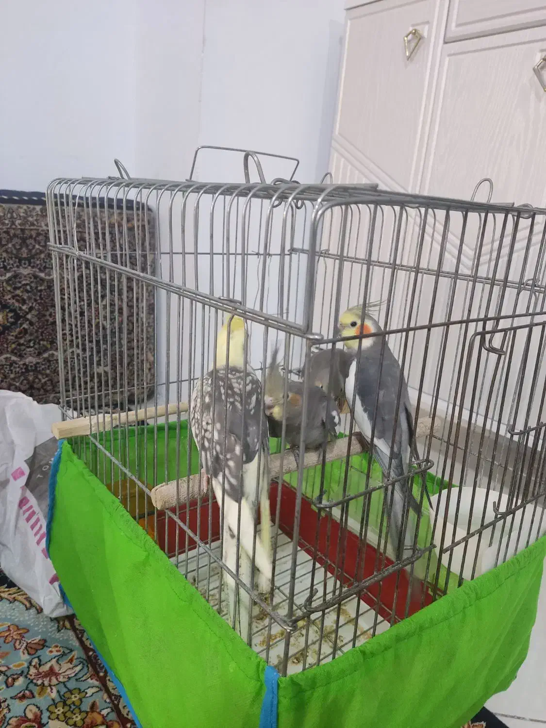 یک جفت عروس هلندی مولد آماده تخم گذاری|پرنده|بومهن, |دیوار