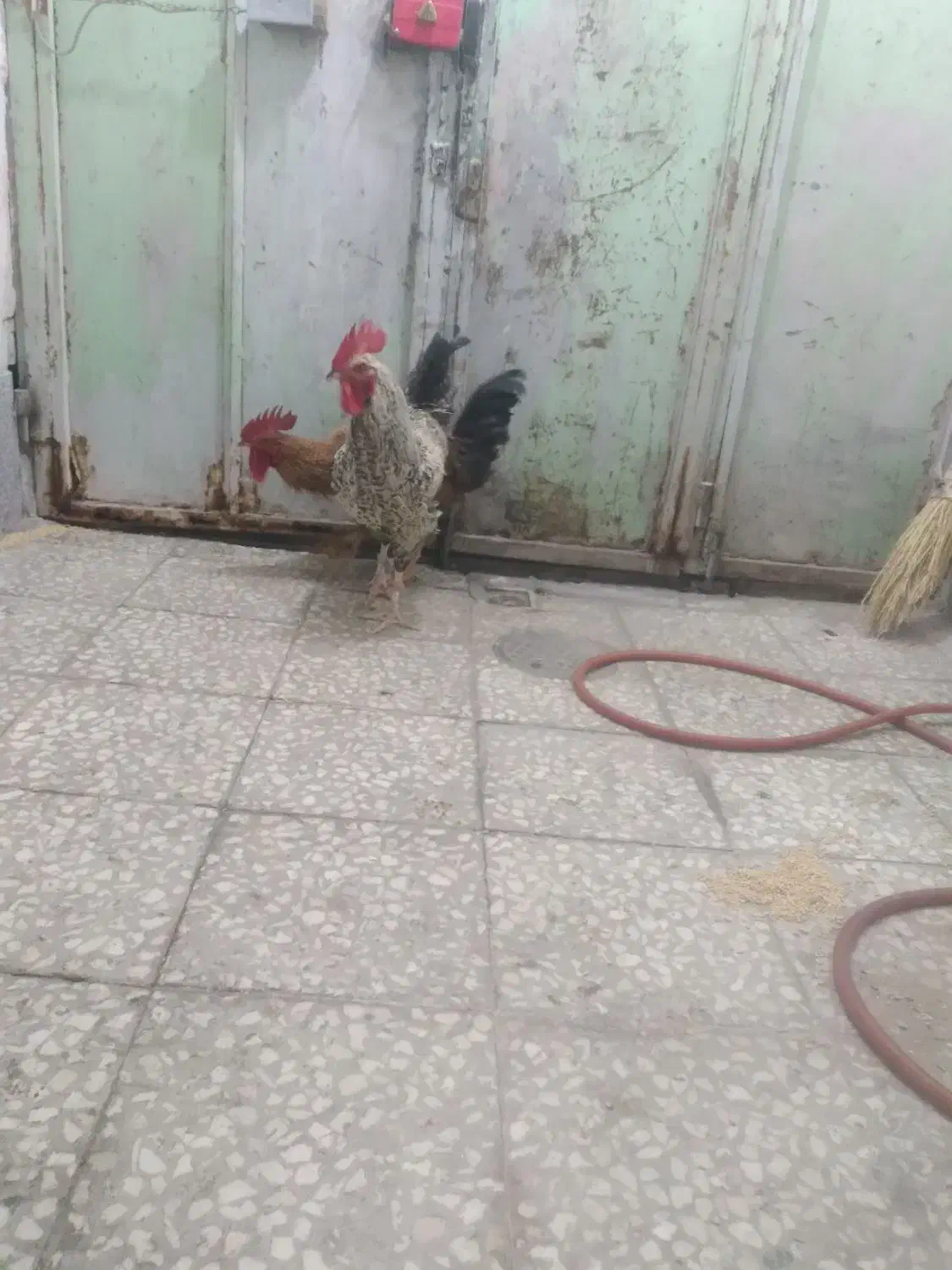 ۲عدد خروس چاق|حیوانات مزرعه|قم, نیروگاه|دیوار