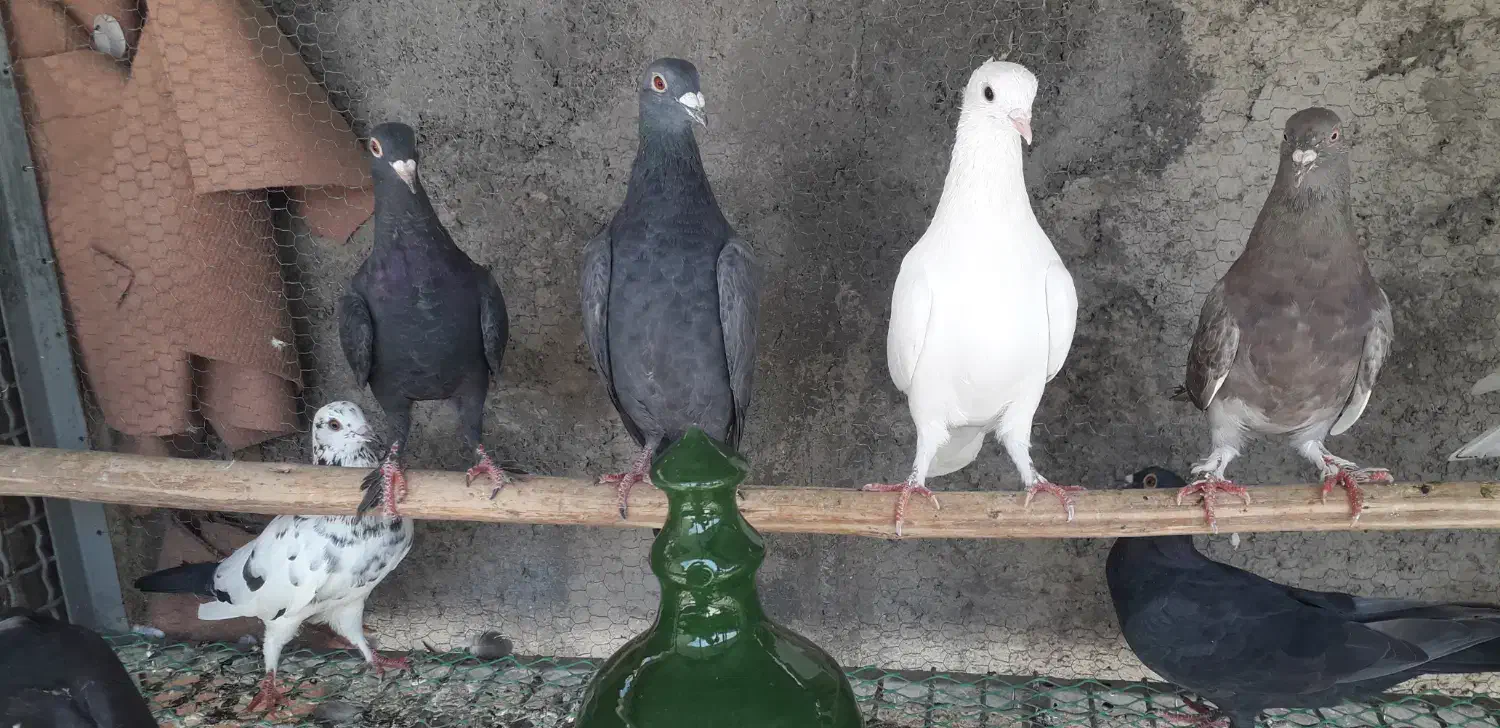 کبوتر پلاکی|پرنده|محمدشهر, محمدشهر|دیوار