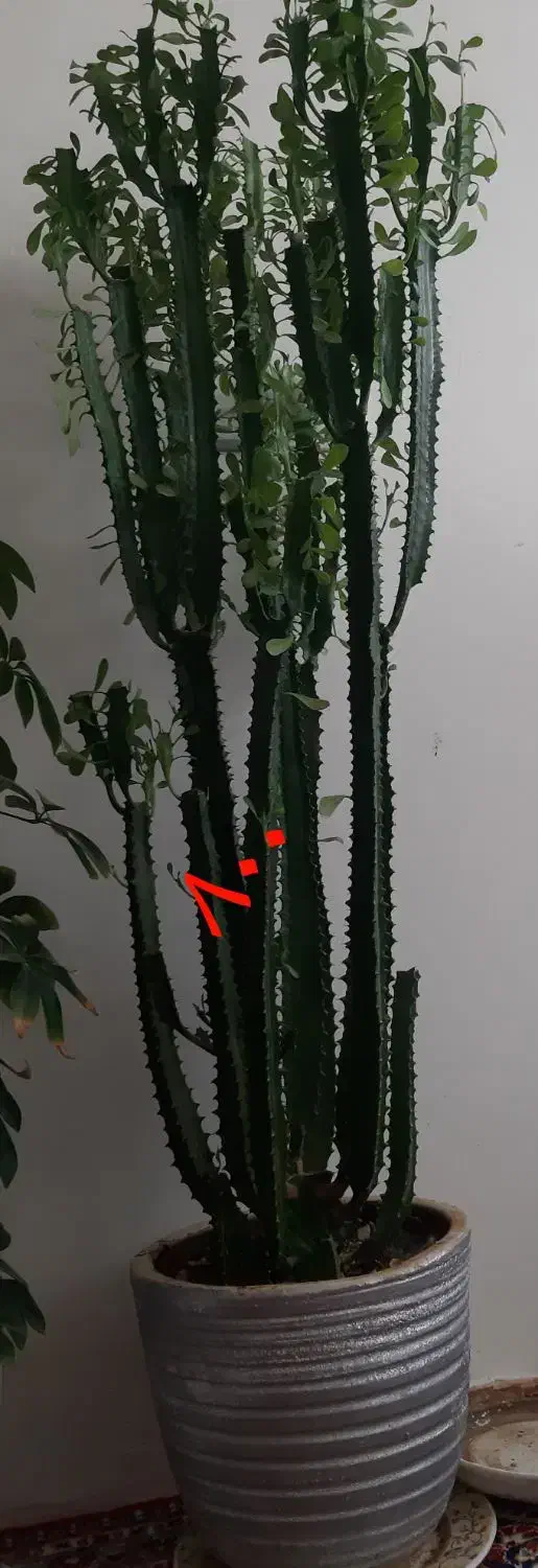 گل وگیاه طبیعی|گل و گیاه طبیعی|سرپل ذهاب, |دیوار