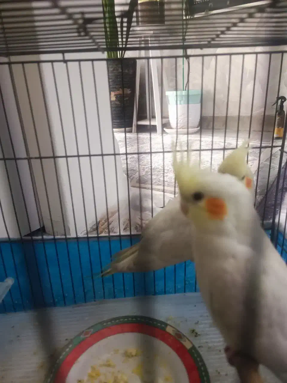 عروس هلندی جوجه|پرنده|تهران, تهرانپارس غربی|دیوار