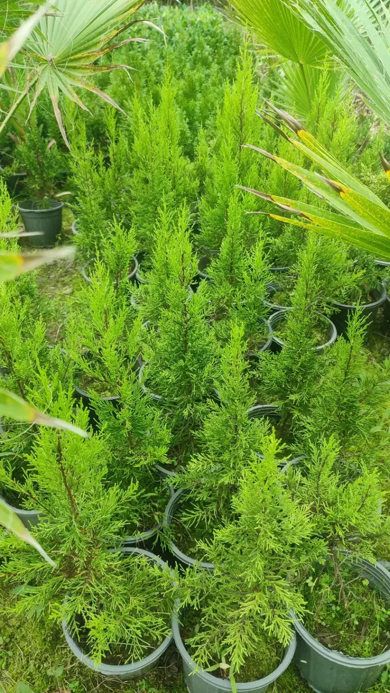 فروش پالم|گل و گیاه طبیعی|واجارگاه, |دیوار